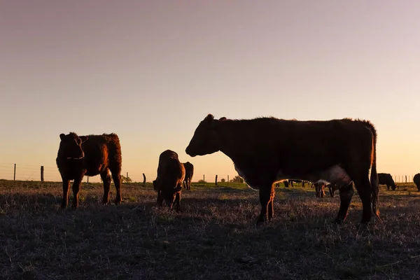 Koeienweiden Het Platteland Van Pampas Pampa Argentinië — Stockfoto