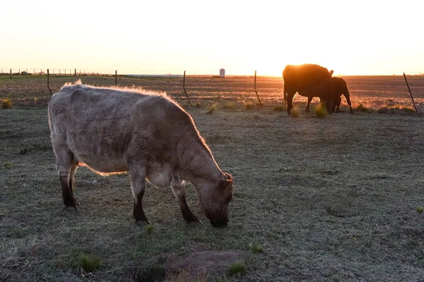 Pascolare Mucca Nella Campagna Pampas Pampa Argentina — Foto Stock