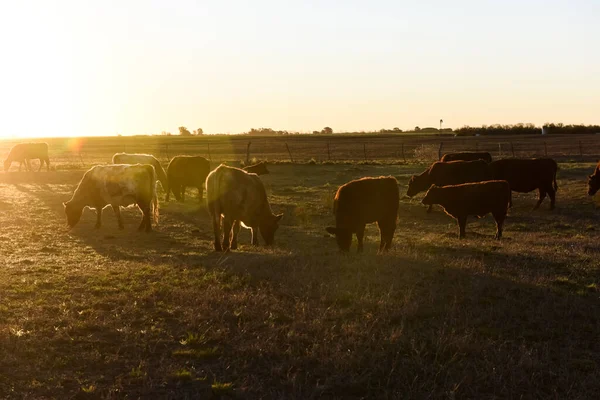 Pâturage Vaches Dans Campagne Pampa Pampa Argentine — Photo