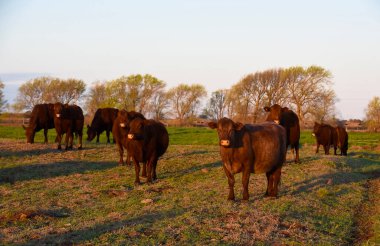 Arjantin 'in La Pampa kırsalında inek otluyor..