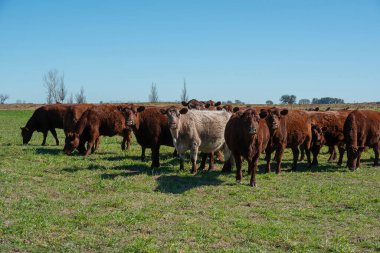 Arjantin 'in La Pampa kırsalında inek otluyor..