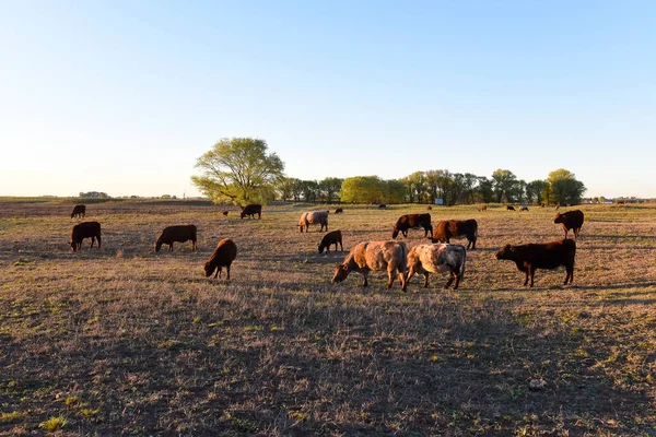 Vaca Pastando Campiña Pampeana Pampa Argentina —  Fotos de Stock