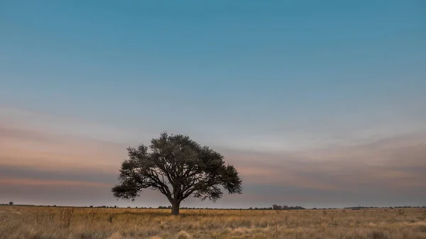 Pampas Paisagem Argentina — Fotografia de Stock