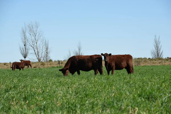 Vaca Pastando Pampas Campo Pampa Argentina — Fotografia de Stock