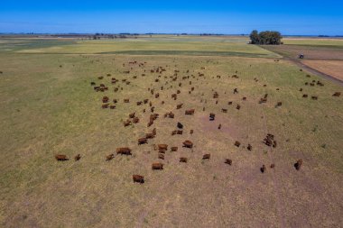 Arjantin 'de büyük ölçekli et üretimi, bir yığın havadan görüntü.