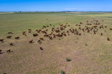 İnekler, Patagonya 'nın kırsal bölgelerinde doğal otlarla beslenirler. 
