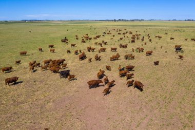 İnekler, Patagonya 'nın kırsal bölgelerinde doğal otlarla beslenirler. 