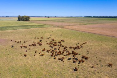 İnekler, Patagonya 'nın kırsal bölgelerinde doğal otlarla beslenirler. 