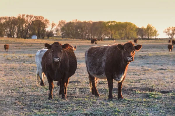 Pampas Kırsalında Sığır Otlatıyor Pampa Bölgesi Arjantin — Stok fotoğraf