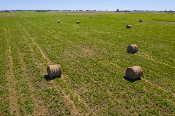 Grama Fardo Armazenamento Grama Pampa Campo Patagônia — Fotografia de Stock