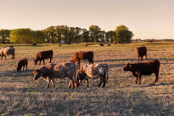 Pascolo Bovino Nella Campagna Delle Pampas Provincia Pampa Argentina — Foto Stock