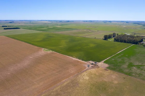 Krajobraz Pól Pampas Prowincja Pampa Argentyna — Zdjęcie stockowe