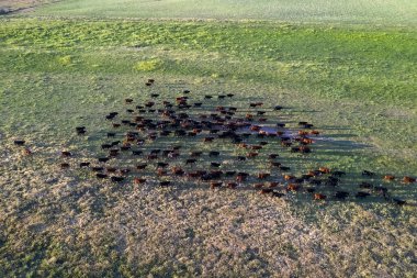Pampas kırsalında sığır yetiştiriciliği, La Pampa, Arjantin