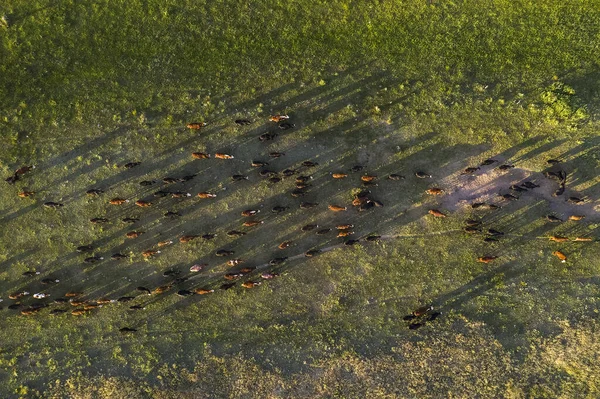 Vaches Nourries Avec Herbe Naturelle Dans Campagne Pampas Patagonie — Photo