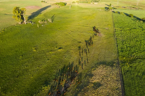 Коровы Кормятся Натуральной Травой Сельской Местности Пампас Патагония — стоковое фото