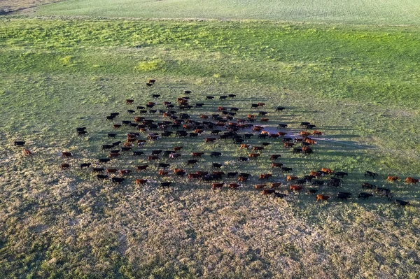 Elevage Bovins Dans Campagne Pampas Province Pampa Argentine — Photo