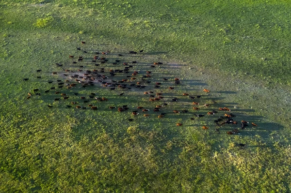 アルゼンチン ラパンパ州のパンパ地方での牛飼育 — ストック写真