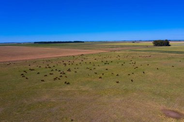 Arjantin 'de büyük ölçekli et üretimi, bir yığın havadan görüntü.