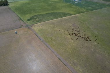 Arjantin 'de büyük ölçekli et üretimi, bir yığın havadan görüntü.