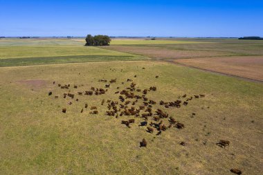 Arjantin 'de büyük ölçekli et üretimi, bir yığın havadan görüntü.