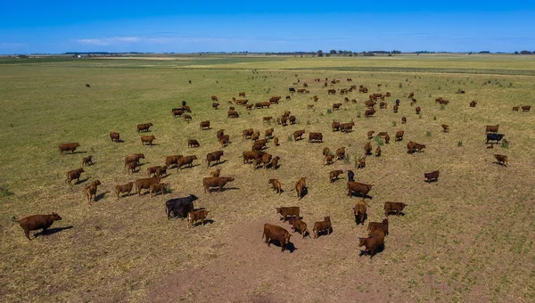 Large scale meat production in Argentina, aerial view of a batch