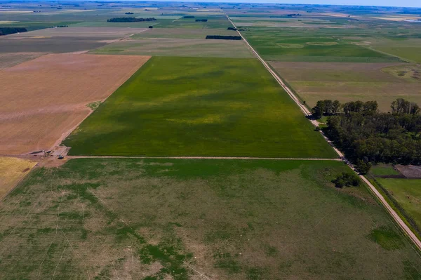 Polní Krajina Žlutými Květy Pampa Argentina — Stock fotografie