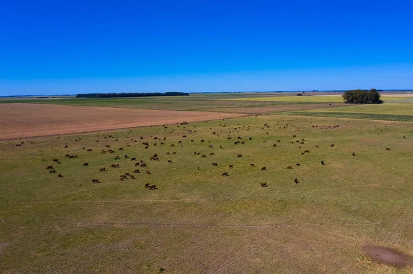 Large scale meat production in Argentina, aerial view of a batch