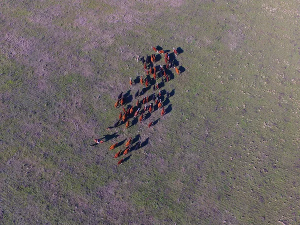 パンパ地方 ラパンパ州 アルゼンチンの牛の放牧 — ストック写真