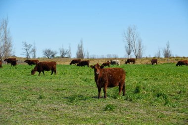 Pampas kırsalında sığır yetiştiriciliği, La Pampa, Argenti