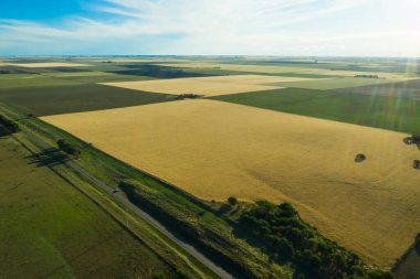 Buğday tarlası hasat için hazır, Pampas ovasında, La Pampa, Arjantin.