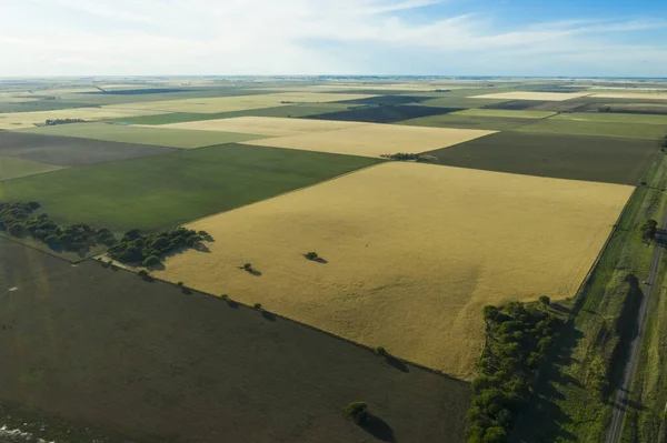 Pole Pszenicy Gotowe Zbioru Równinie Pampas Pampa Argentyna — Zdjęcie stockowe