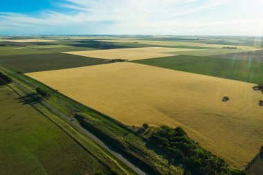 Buğday tarlası hasat için hazır, Pampas ovasında, La Pampa, Arjantin.