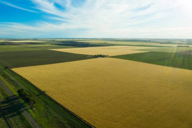 Buğday tarlası hasat için hazır, Pampas ovasında, La Pampa, Arjantin.