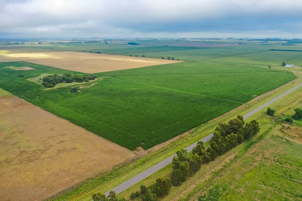 Pampas Ovasındaki Buğday Tarlaları Pampa Arjantin — Stok fotoğraf