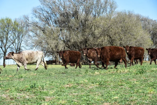 Pampas Kırsalında Sığır Yetiştiriciliği Pampa Argenti — Stok fotoğraf