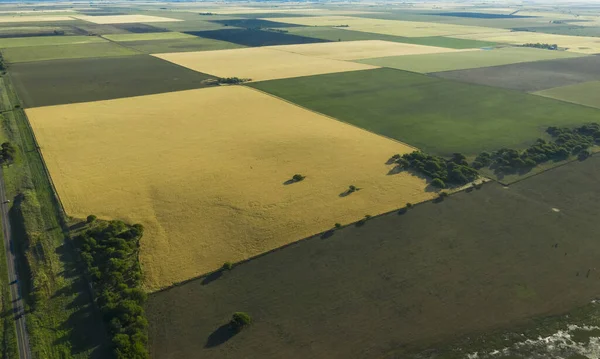 Buğday Tarlası Hasat Için Hazır Pampas Ovasında Pampa Arjantin — Stok fotoğraf
