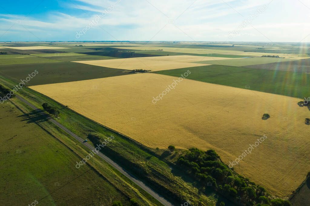Wheat field ready to harvest, in the Pampas plain, La Pampa, Argentina.
