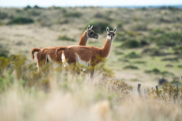 Guanaco in semidesertic landscape, Peninsula Valdes, Patagonia, Argentina