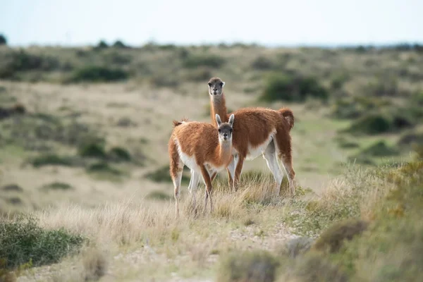 Guanaco Halbwüstenhafter Landschaft Halbinsel Valdes Patagonien Argentinien — Stockfoto