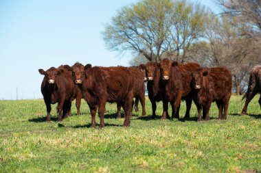Pampas kırsalında sığır yetiştiriciliği, La Pampa, Argenti
