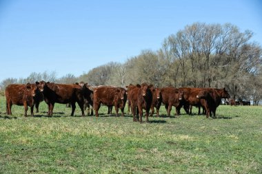 Cattle raising in pampas countryside, La Pampa province, Argenti clipart