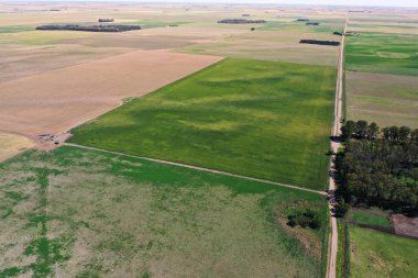 Arjantin 'in Pampas manzarası