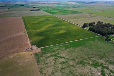 Arjantin 'in Pampas manzarası