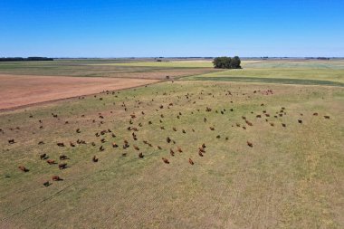 Pampas kırsalında sığır yetiştiriciliği, La Pampa, Arjantin.