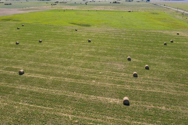 Grama Fardo Armazenamento Grama Pampa Campo Patagônia Arg — Fotografia de Stock