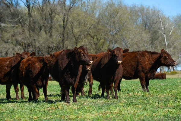 Pampas kırsalında sığır yetiştiriciliği, La Pampa, Argenti