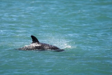 Yüzeyde yüzen Orka bebeği, Yarımada Valdes, Patagonya A