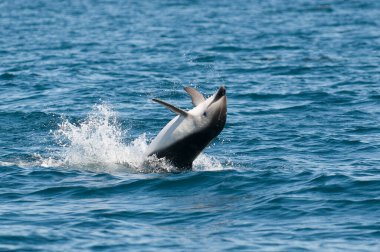 Karanlık Yunus Atlayışı, Yarımada Valdes, Patagonya, Arjantin