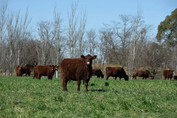 アルゼンチンの田舎 ブエノスアイレスで牛の生産を輸出 — ストック写真