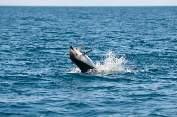 Dolfijn Springen Schiereiland Valdes Patagonië Argentinië — Stockfoto
